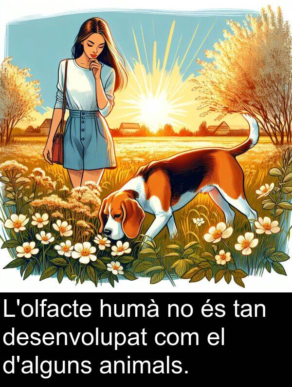 tan: L'olfacte humà no és tan desenvolupat com el d'alguns animals.
