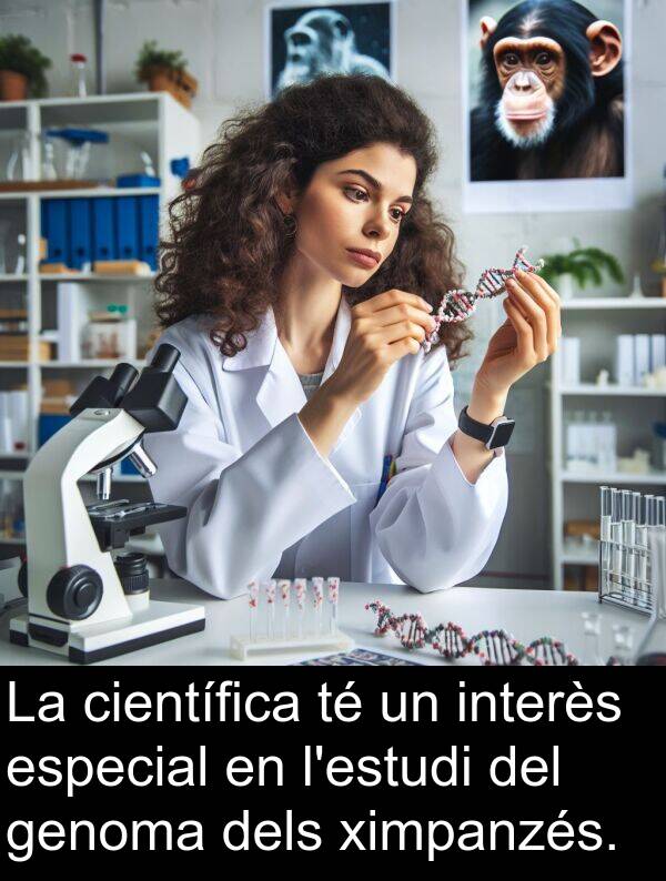 genoma: La científica té un interès especial en l'estudi del genoma dels ximpanzés.