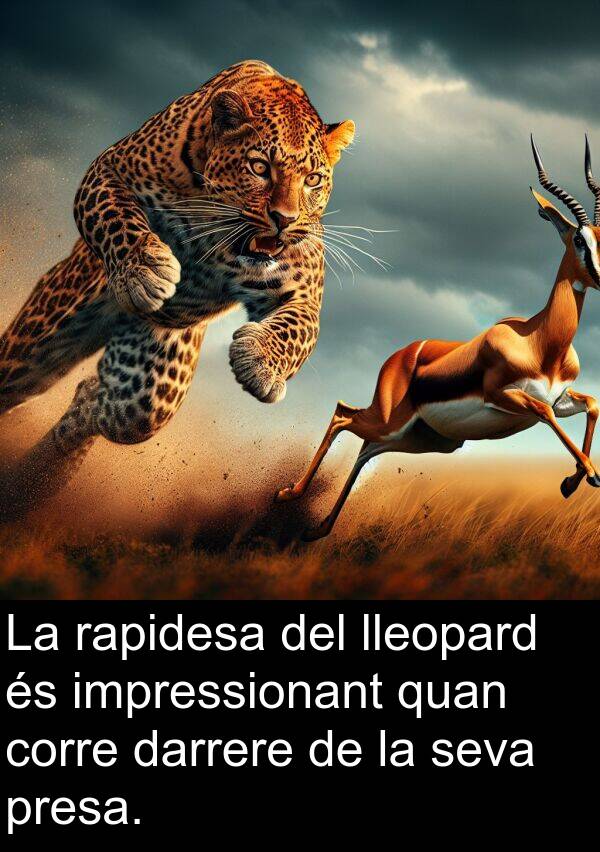impressionant: La rapidesa del lleopard és impressionant quan corre darrere de la seva presa.