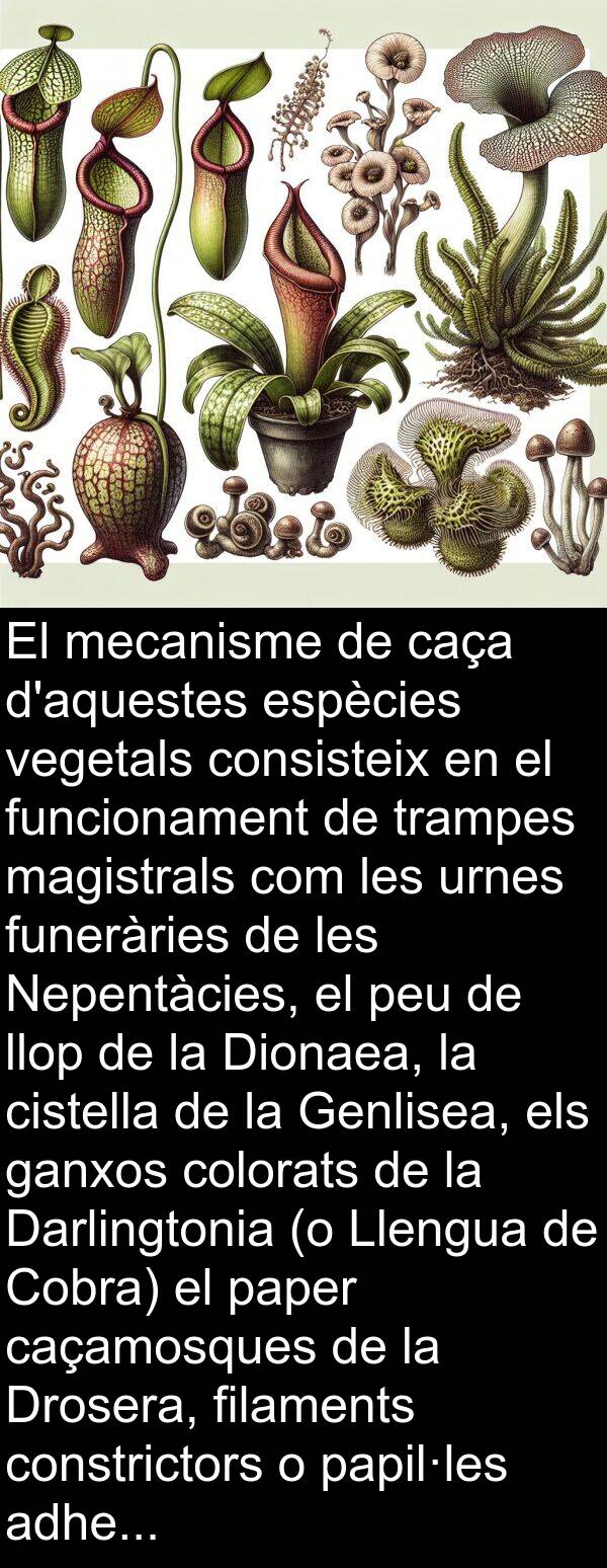 llop: El mecanisme de caça d'aquestes espècies vegetals consisteix en el funcionament de trampes magistrals com les urnes funeràries de les Nepentàcies, el peu de llop de la Dionaea, la cistella de la Genlisea, els ganxos colorats de la Darlingtonia (o Llengua de Cobra) el paper caçamosques de la Drosera, filaments constrictors o papil·les adhesives dels fongs aquàtics del tipus dels Zoòfags.