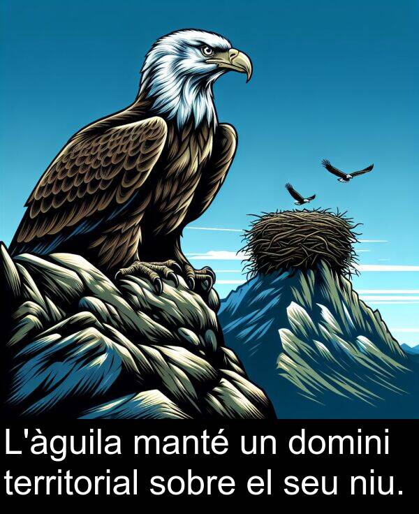 niu: L'àguila manté un domini territorial sobre el seu niu.