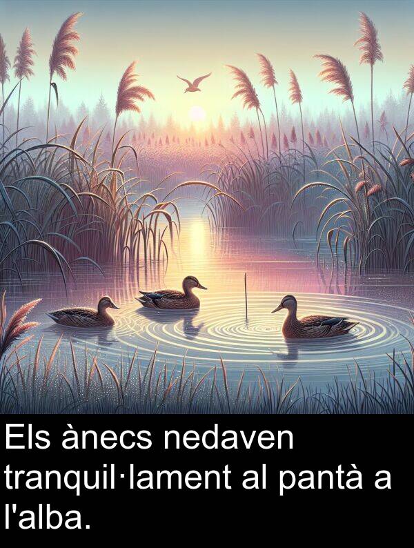 nedaven: Els ànecs nedaven tranquil·lament al pantà a l'alba.