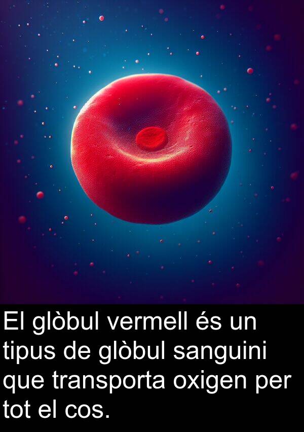 cos: El glòbul vermell és un tipus de glòbul sanguini que transporta oxigen per tot el cos.