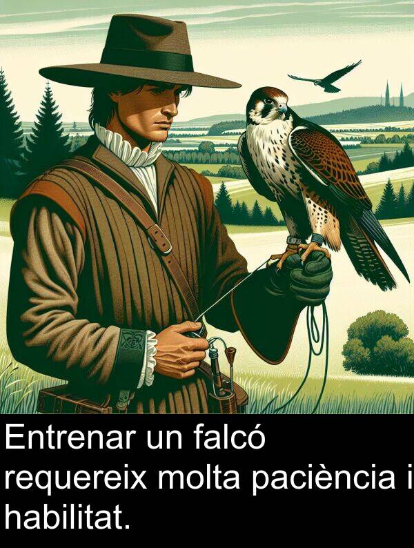 falcó: Entrenar un falcó requereix molta paciència i habilitat.