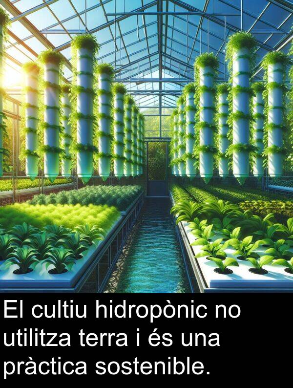 cultiu: El cultiu hidropònic no utilitza terra i és una pràctica sostenible.