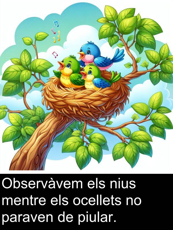 nius: Observàvem els nius mentre els ocellets no paraven de piular.