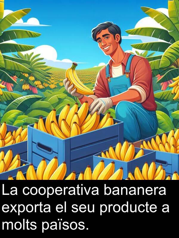 bananera: La cooperativa bananera exporta el seu producte a molts països.