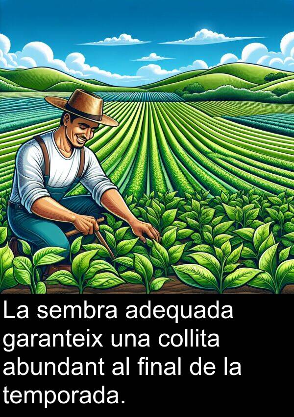 temporada: La sembra adequada garanteix una collita abundant al final de la temporada.
