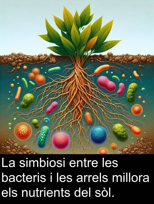 arrels: La simbiosi entre les bacteris i les arrels millora els nutrients del sòl.
