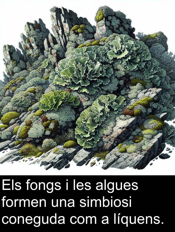 fongs: Els fongs i les algues formen una simbiosi coneguda com a líquens.
