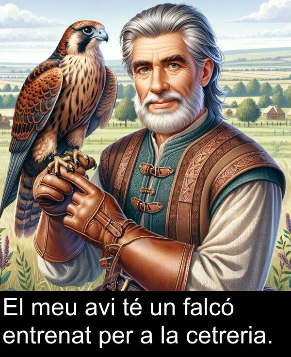 falcó: El meu avi té un falcó entrenat per a la cetreria.