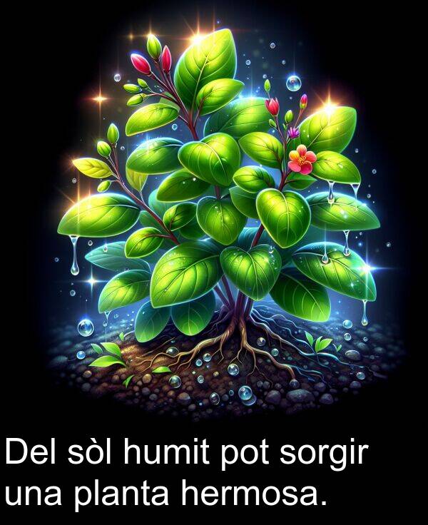 sòl: Del sòl humit pot sorgir una planta hermosa.