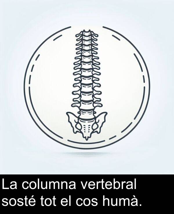 cos: La columna vertebral sosté tot el cos humà.