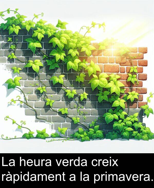 verda: La heura verda creix ràpidament a la primavera.