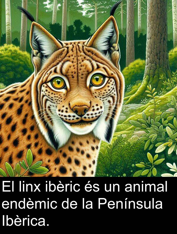 ibèric: El linx ibèric és un animal endèmic de la Península Ibèrica.