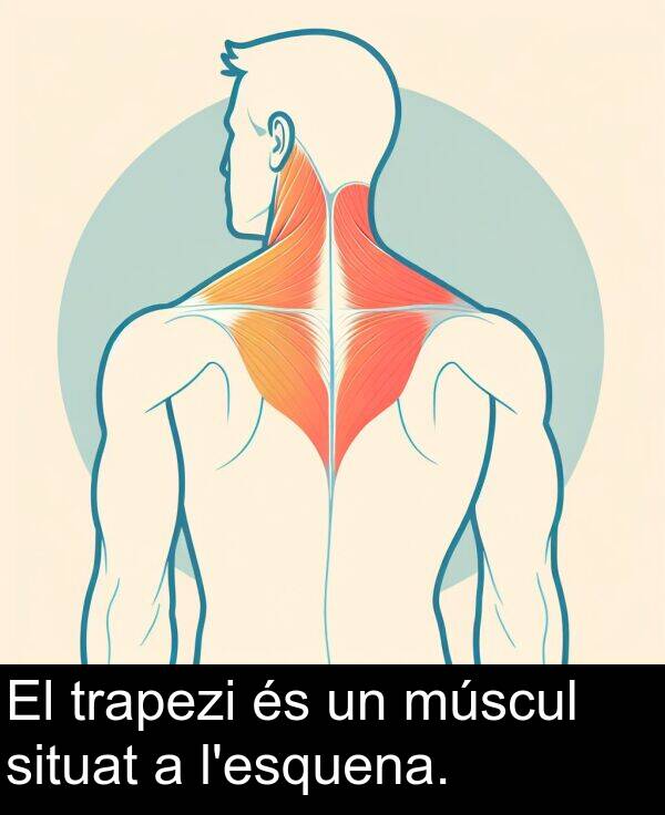 trapezi: El trapezi és un múscul situat a l'esquena.