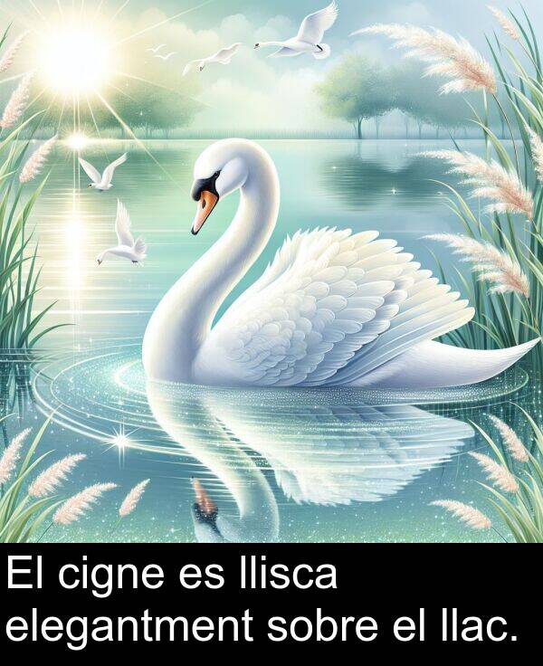 elegantment: El cigne es llisca elegantment sobre el llac.