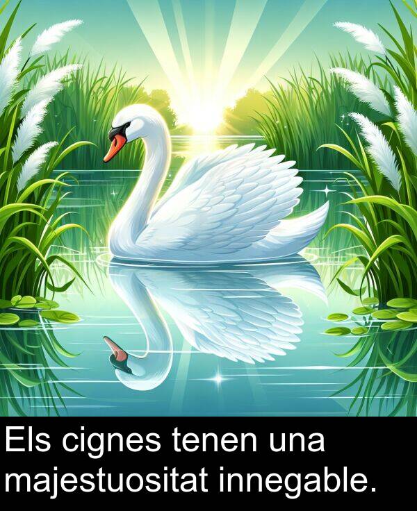 tenen: Els cignes tenen una majestuositat innegable.