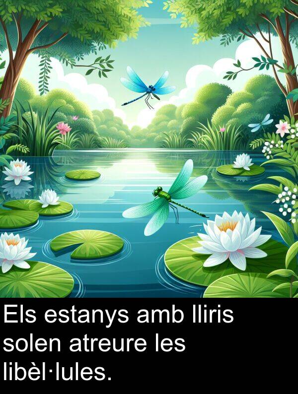 libèl·lules: Els estanys amb lliris solen atreure les libèl·lules.