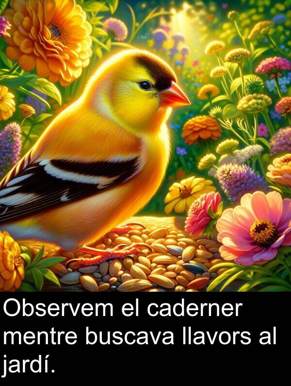 caderner: Observem el caderner mentre buscava llavors al jardí.