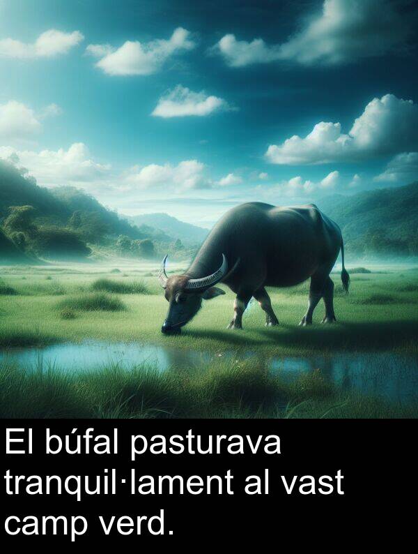 verd: El búfal pasturava tranquil·lament al vast camp verd.