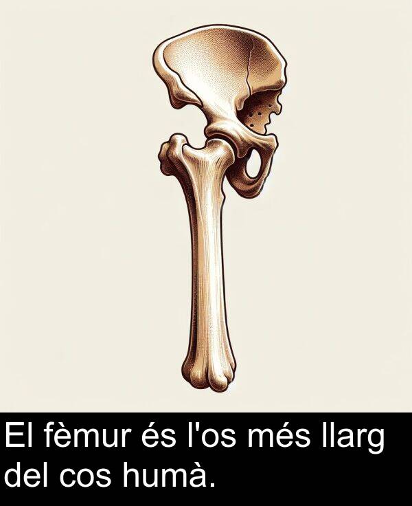 fèmur: El fèmur és l'os més llarg del cos humà.