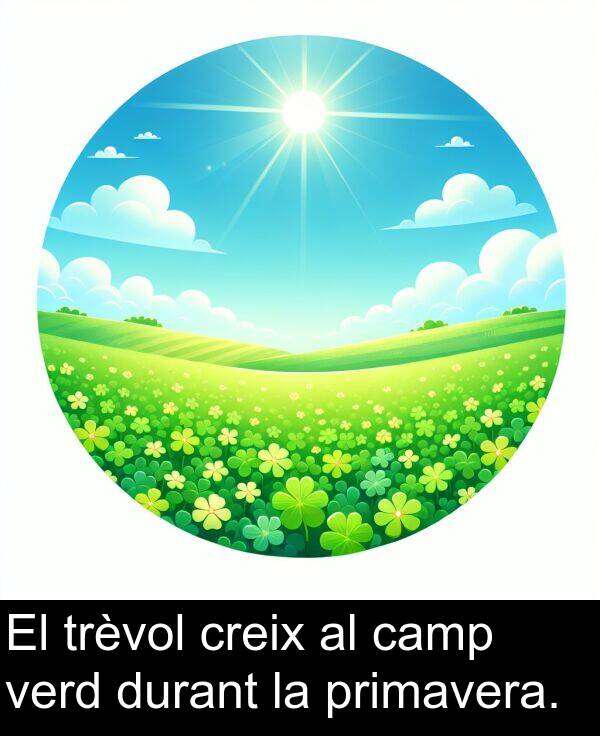 verd: El trèvol creix al camp verd durant la primavera.