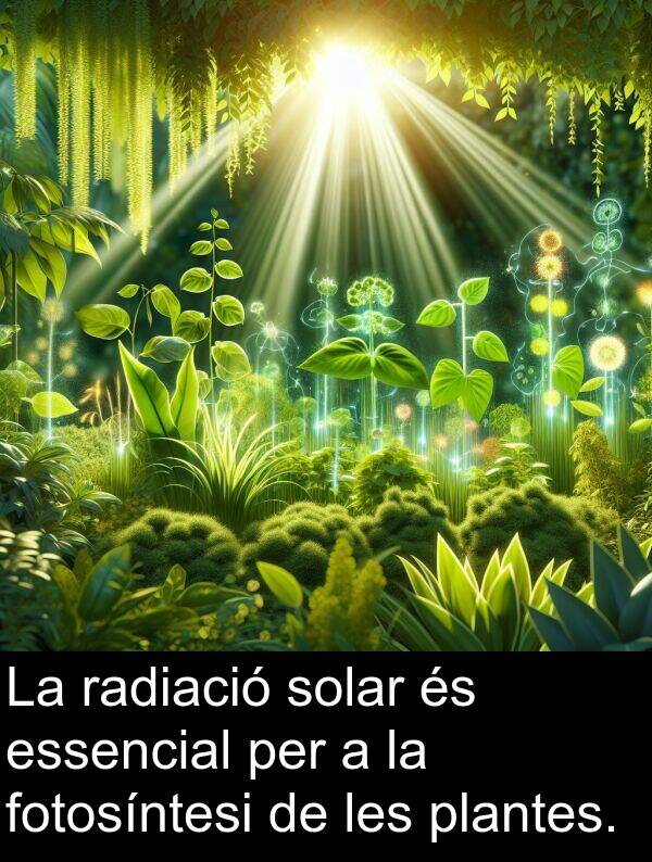 radiació: La radiació solar és essencial per a la fotosíntesi de les plantes.