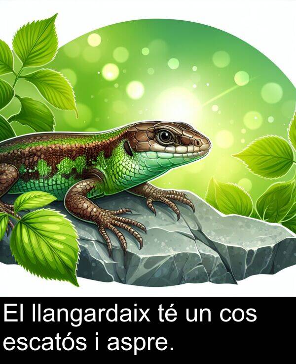 cos: El llangardaix té un cos escatós i aspre.