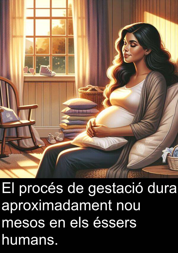 procés: El procés de gestació dura aproximadament nou mesos en els éssers humans.