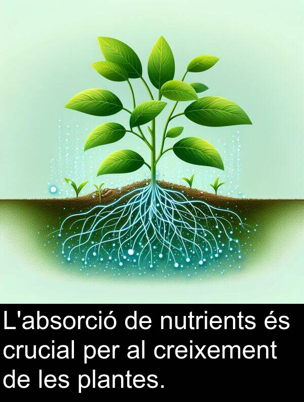 nutrients: L'absorció de nutrients és crucial per al creixement de les plantes.