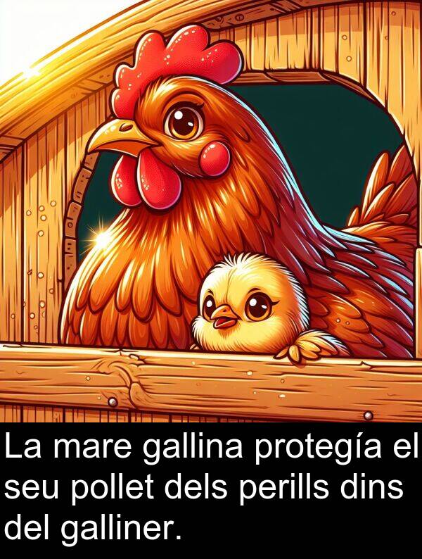 pollet: La mare gallina protegía el seu pollet dels perills dins del galliner.