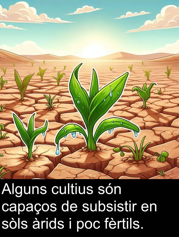 cultius: Alguns cultius són capaços de subsistir en sòls àrids i poc fèrtils.
