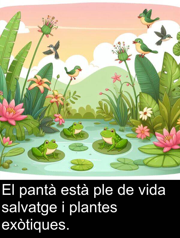 està: El pantà està ple de vida salvatge i plantes exòtiques.