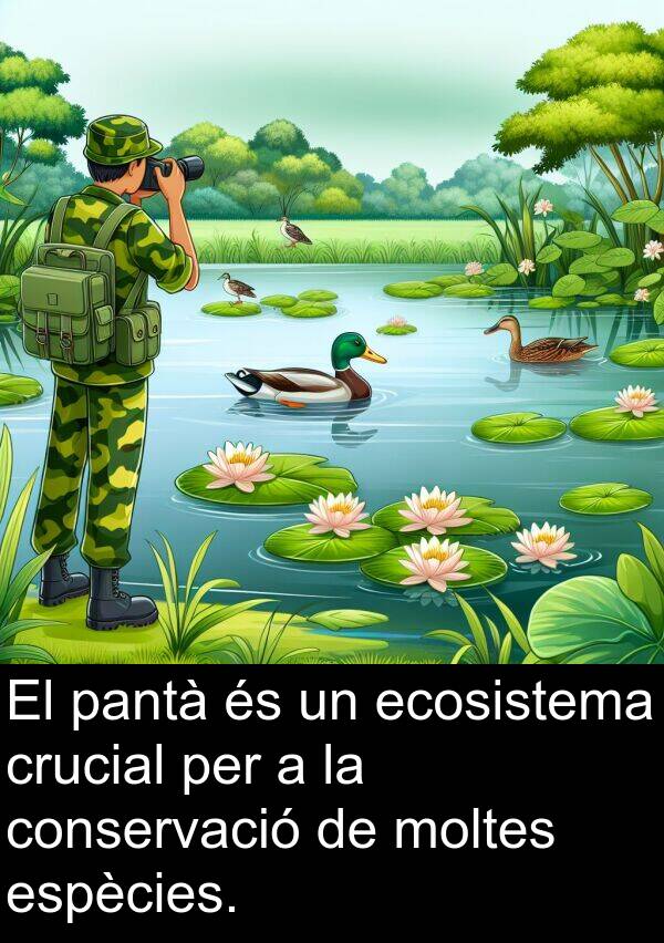 ecosistema: El pantà és un ecosistema crucial per a la conservació de moltes espècies.