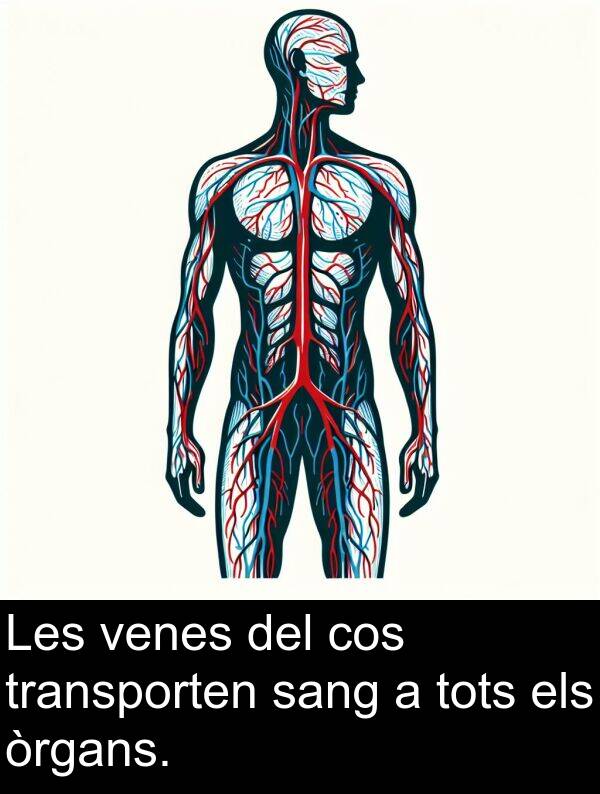 venes: Les venes del cos transporten sang a tots els òrgans.