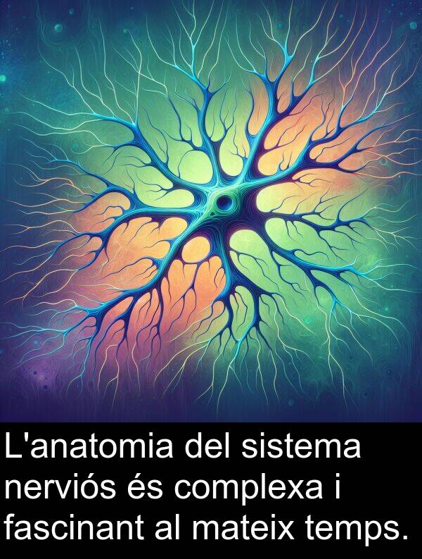 nerviós: L'anatomia del sistema nerviós és complexa i fascinant al mateix temps.
