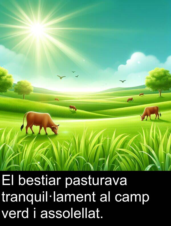 verd: El bestiar pasturava tranquil·lament al camp verd i assolellat.