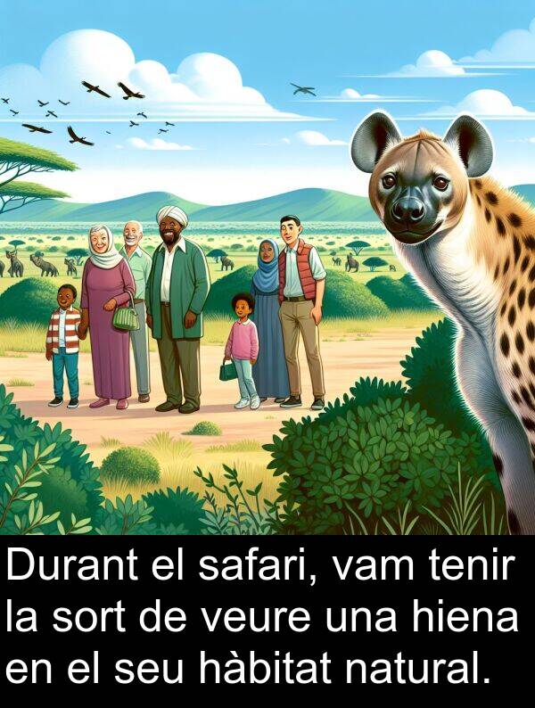 hàbitat: Durant el safari, vam tenir la sort de veure una hiena en el seu hàbitat natural.