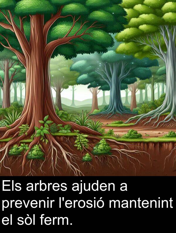 ferm: Els arbres ajuden a prevenir l'erosió mantenint el sòl ferm.