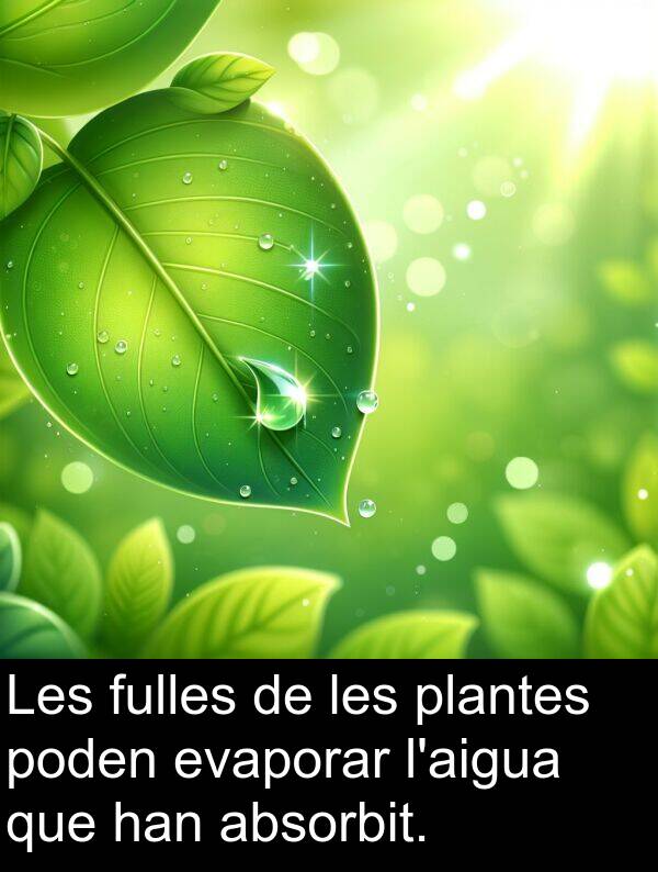 poden: Les fulles de les plantes poden evaporar l'aigua que han absorbit.