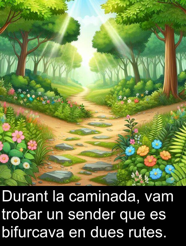 caminada: Durant la caminada, vam trobar un sender que es bifurcava en dues rutes.