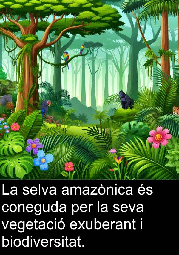 selva: La selva amazònica és coneguda per la seva vegetació exuberant i biodiversitat.