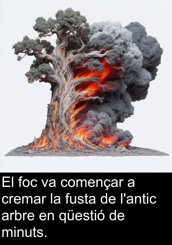 fusta: El foc va començar a cremar la fusta de l'antic arbre en qüestió de minuts.