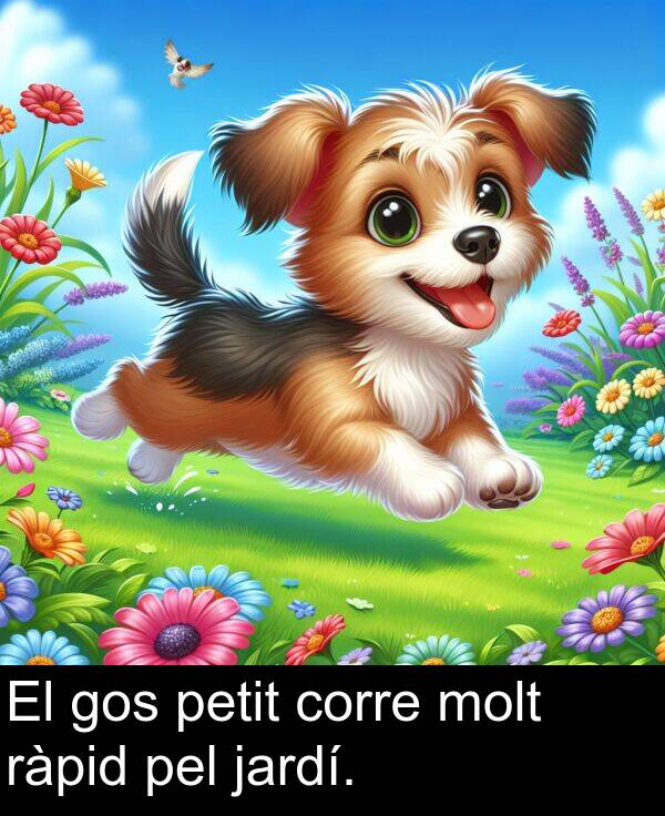 pel: El gos petit corre molt ràpid pel jardí.