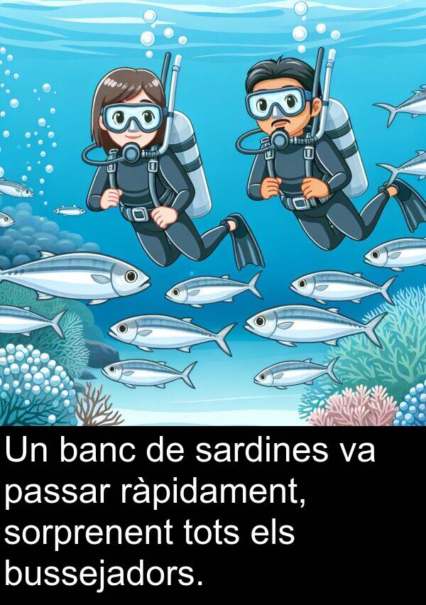 sorprenent: Un banc de sardines va passar ràpidament, sorprenent tots els bussejadors.