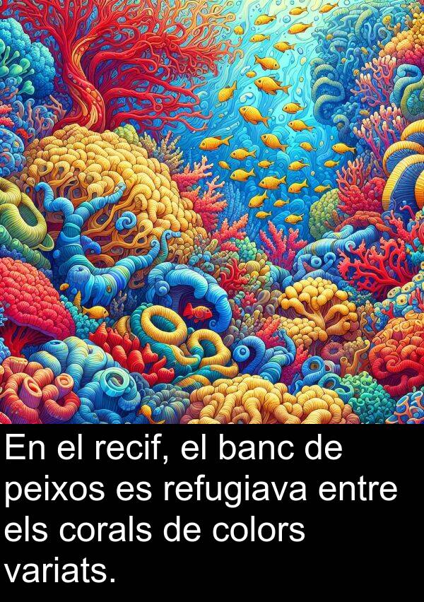 peixos: En el recif, el banc de peixos es refugiava entre els corals de colors variats.