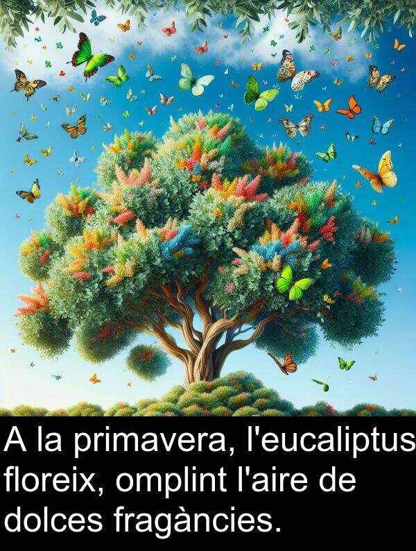 omplint: A la primavera, l'eucaliptus floreix, omplint l'aire de dolces fragàncies.