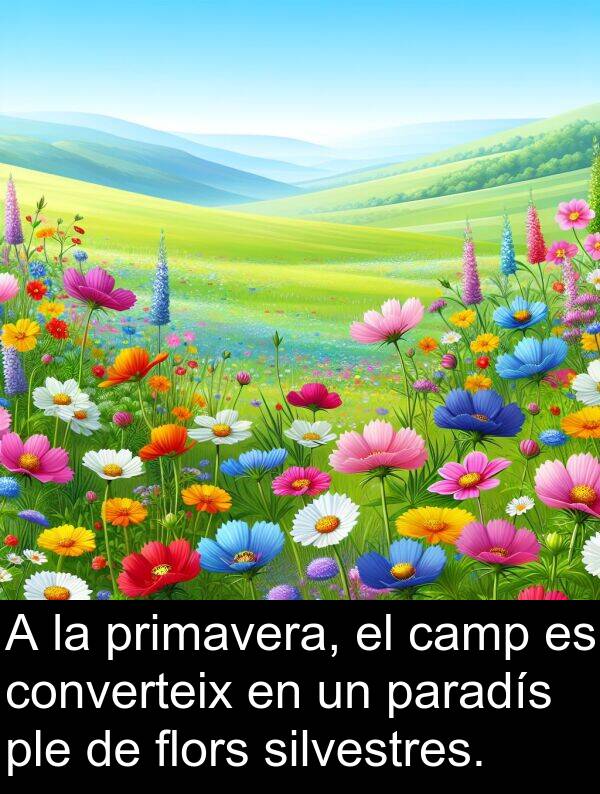 paradís: A la primavera, el camp es converteix en un paradís ple de flors silvestres.