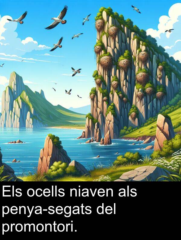 niaven: Els ocells niaven als penya-segats del promontori.